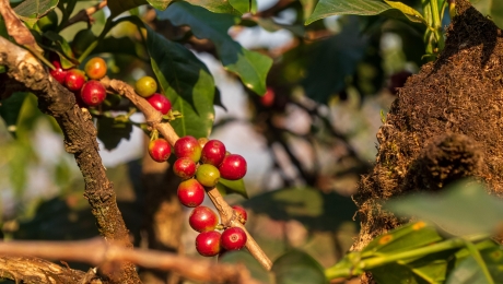 Coffee Cherries – The Fruit Behind Every Cup of Coffee