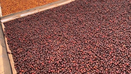 Coffee Processing Methods Explained: Washed vs. Natural vs. Honey