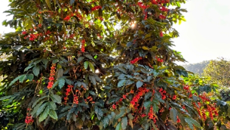 The Crown Jewel of Vietnam: Rare Moka Cau Dat Green Coffee