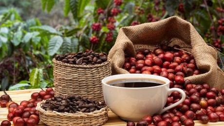 What Is Specialty Coffee? A Beginner’s Guide