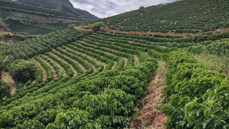 What Is Coffee Traceability? Why Knowing Where Your Coffee Comes From Matters