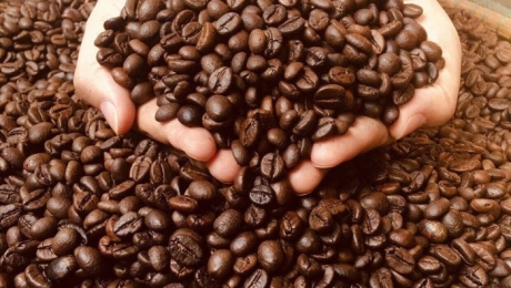 How to Choose Good Coffee Beans | A Simple Guide from Cau Dat Bean