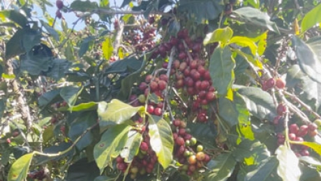 Sourcing Premium Vietnam Arabica? Why Global Buyers Are Turning to Cau Dat Bean