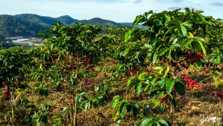 Red Basalt Soil – The Hidden Secret Behind Great Cau Dat Coffee