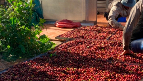 Vietnam High-Altitude Arabica: Premium Green Coffee Beans from Cau Dat (1,650m)