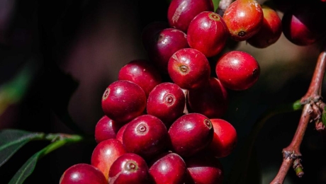 What Is Inside a Coffee Cherry? A Guide to Coffee Bean Anatomy