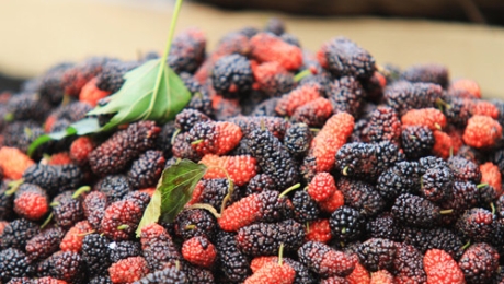 Mulberries – One of Da Lat’s Most Underrated Fruits 🍇