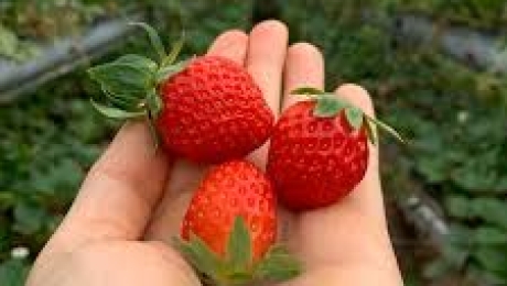 Da Lat Strawberries – Fresh, Sweet, and Full of Flavor 🍓