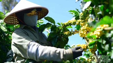 What Does Coffee Balance Mean? Understanding Flavor Balance in Coffee  Từ khóa chính: