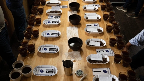 Coffee Cupping Process: A Beginner’s Guide to Tasting Coffee