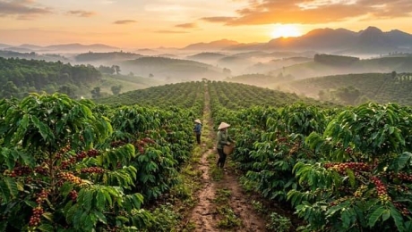 What Makes Coffee Sweet Naturally?
