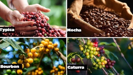 Coffee Varieties Explained: Typica, Bourbon, Caturra & Catimor