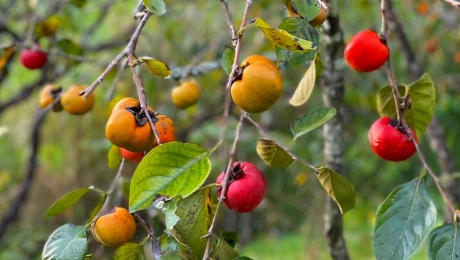 Why Persimmons Thrive in the Highlands of Da Lat