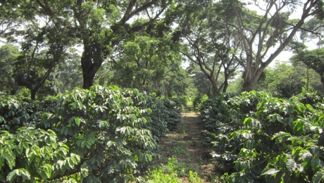 Why Shade Matters in Coffee Farming