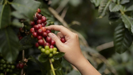 The best Vietnamese Coffee: Cầu Đất Bean Specialty Arabica from Đà Lạt