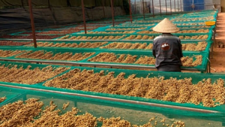 Sourcing Premium Vietnam Arabica: High-Quality Green Coffee Beans from Cau Dat