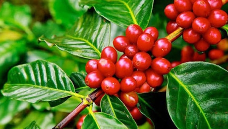 Why Are Some Coffee Cherries Sweeter Than Others?