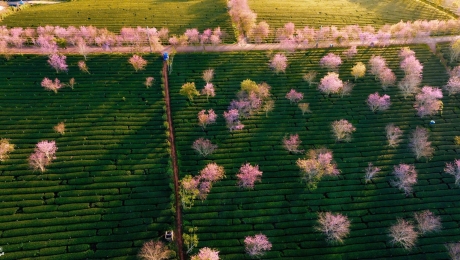 Cau Dat Bean Flower Tea – The Essence of Highlands in Every Cup