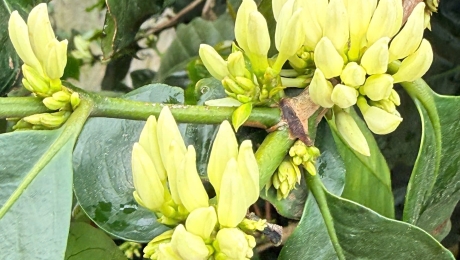 🌿 Favorable Weather Brings Promising Coffee Season in Cau Dat Highlands