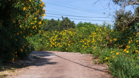 Why Wildflowers Make Da Lat Beautiful Beyond the Flower Gardens