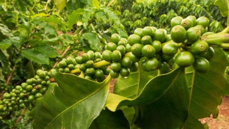 What Happens When Coffee Is Roasted?
