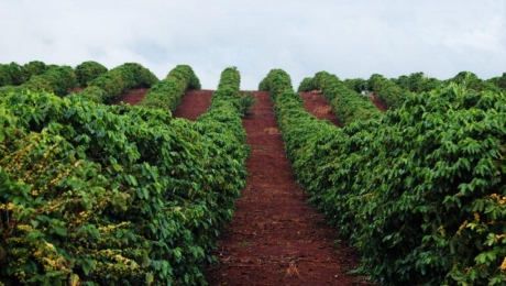 What Is Coffee Terroir? How Place Shapes Coffee Flavor