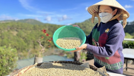 Why Coffee Sorting Matters | Green Coffee Quality Guide