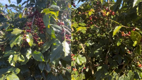 High-Quality Cau Dat Arabica Coffee Wholesale – Strategic Partner for Chains & Export