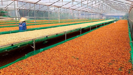 Discover the Heirloom Typica: Premium Vietnam Green Coffee Wholesale from Cau Dat