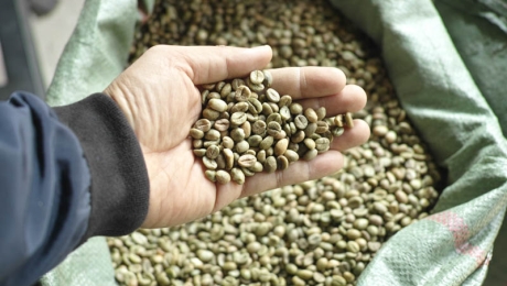 What Does Screen Size Mean in Green Coffee Beans?