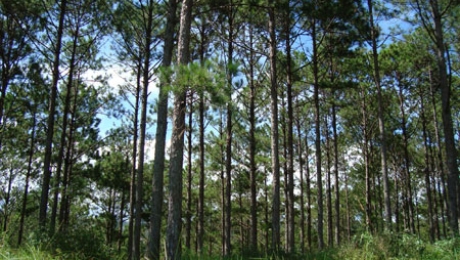 Why Pine Forests Are an Icon of Da Lat