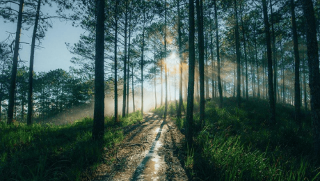 Why Da Lat Feels Cooler Than Other Places