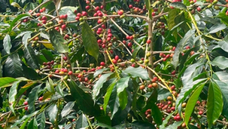 Wholesale Vietnam Typica Coffee: Rare Heirloom Arabica from Cau Dat