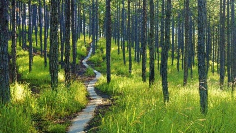The Hidden Role of Pine Forests in Da Lat