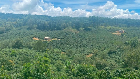 Cau Dat Bean – Preserving the Soul of Authentic Arabica