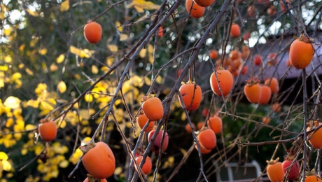 Persimmons in Da Lat – Sweetness That Arrives Slowly 🍊