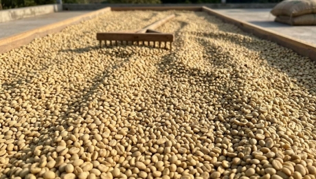 What Is Coffee Parchment? From Coffee Cherry to Green Bean