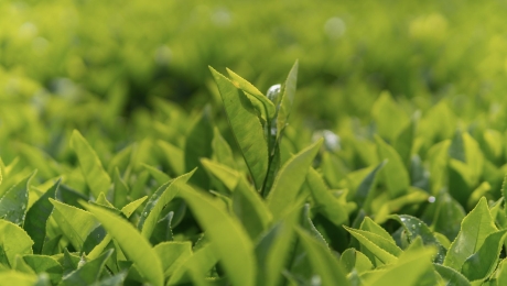 Why Do Tea Leaves Grow More Slowly in the Highlands?