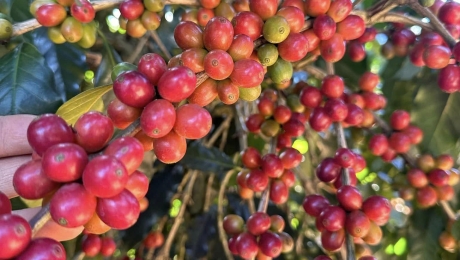 Why Cau Dat Coffee is So Special