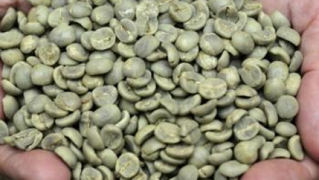 Cau Dat Arabica Green Coffee Beans: Premium High-Altitude Coffee from Vietnam