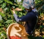 Why Every Coffee Harvest Tastes Different