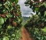 What Is Single Origin Coffee? A Beginner’s Guide