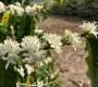 The Short but Beautiful Life of Coffee Blossoms