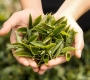 🍃 Green Tea Is More Than Just Bitterness