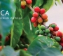 Typica – One of the World’s Oldest Coffee Varieties