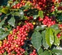 Why Does Coffee Taste Sweet? Understanding Natural Coffee Sweetness