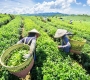 Why Do Farmers Harvest in the Early Morning?