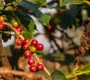Coffee Cherries – The Fruit Behind Every Cup of Coffee