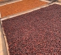 Coffee Processing Methods Explained: Washed vs. Natural vs. Honey