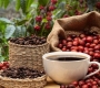 What Is Specialty Coffee? A Beginner’s Guide